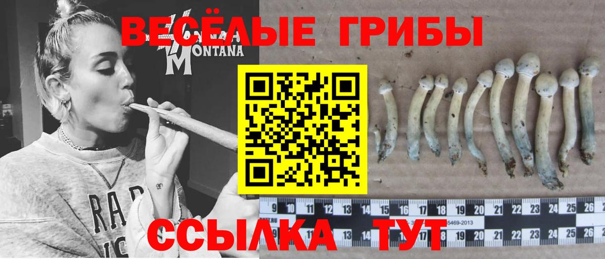 Псилоцибиновые грибы мицелий Горно-Алтайск